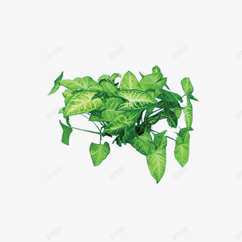 植物树森林树叶png免抠素材_88icon https://88icon.com 树 树叶 森林 植物