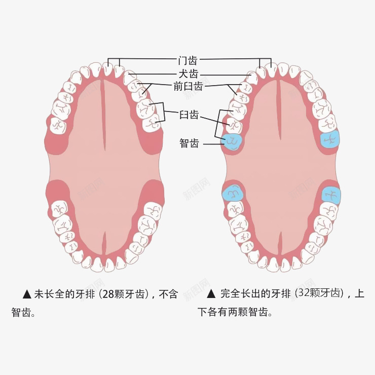 卡通口腔牙齿智齿简介插图png免抠素材_88icon https://88icon.com 卡通 口腔 图例 图示 插画 智齿 牙科 牙齿 简介