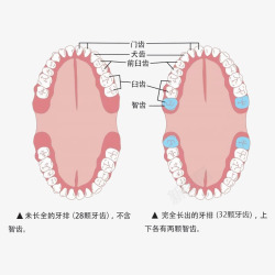 智齿卡通口腔牙齿智齿简介插图高清图片