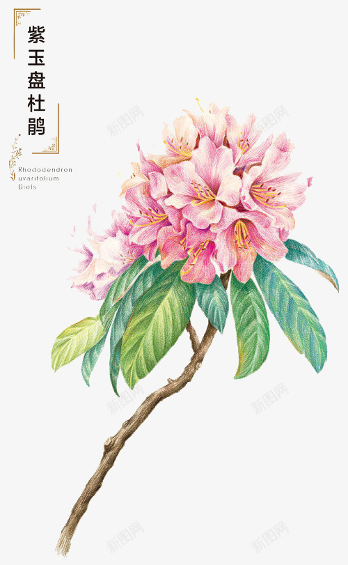 手绘花卉png免抠素材_88icon https://88icon.com 卡通 卡通杜鹃花 手绘 手绘插画 插画 杜鹃花