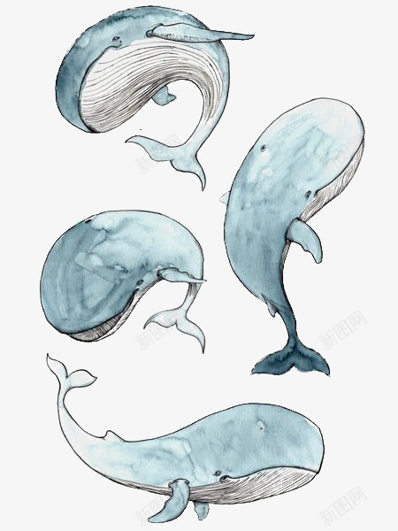 蓝鲸png免抠素材_88icon https://88icon.com 动物 卡通 手绘 插画 文艺 海洋 清新 素描鲸鱼 蓝鲸 鲸鱼