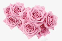 粉色盛开玫瑰花卉七夕情人节素材