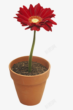 红色鲜艳的种在花盆的一朵大花实素材
