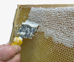 蜂巢里的蜂蜜素材