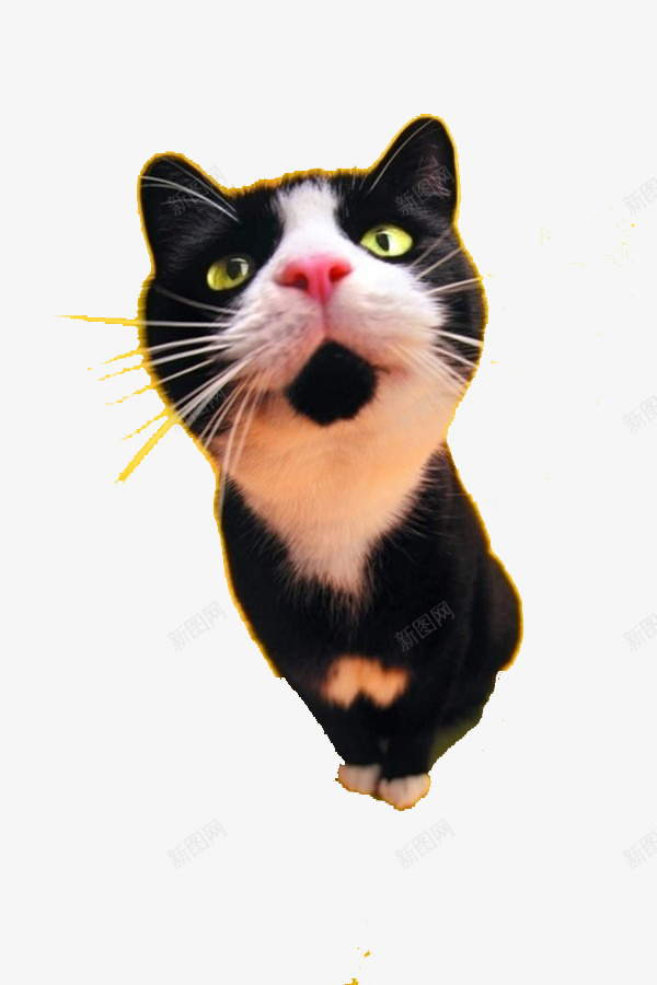 可爱猫咪png免抠素材_88icon https://88icon.com 毛发 白色 颜色 黑色