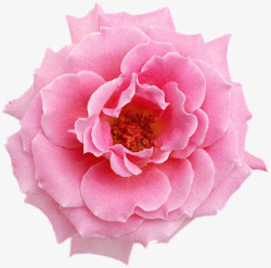 粉色鲜艳玫瑰花朵黄蕊素材