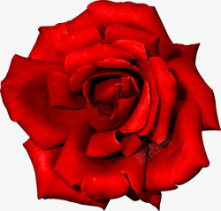 红色盛开大朵玫瑰花素材