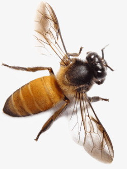 蜜蜂昆虫素材