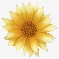 淡黄色花瓣淡黄色鲜艳的渐变色的一朵大花实高清图片