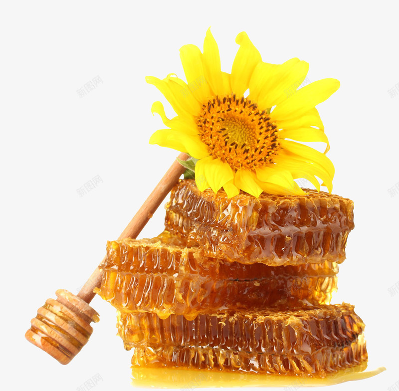 蜂蜜向日葵png免抠素材_88icon https://88icon.com 向日葵 蜂蜜