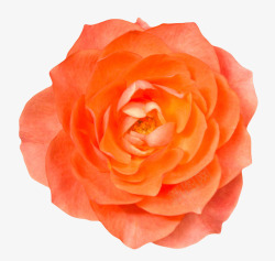 橙红色鲜艳的茂盛的一朵大花实物素材