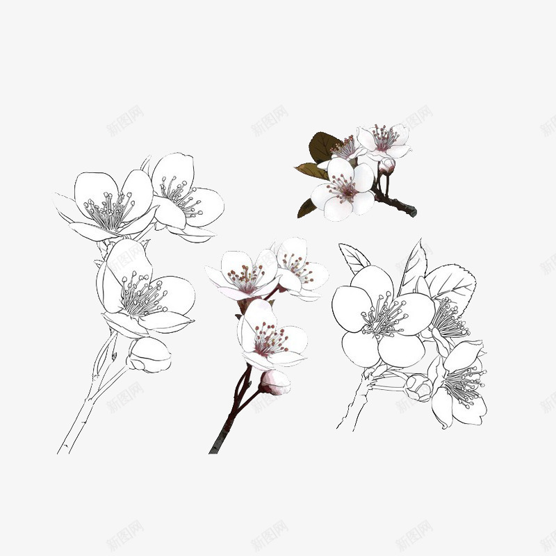 手绘花线稿图png免抠素材_88icon https://88icon.com PNG 手绘 线稿 花朵 花线描 装饰图案