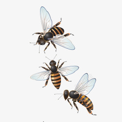 三只蜜蜂三只蜜蜂高清图片