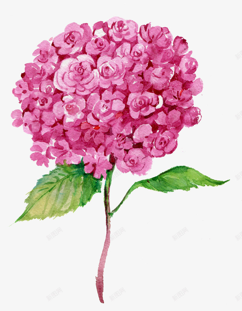 粉色盛开的鲜艳花朵png免抠素材_88icon https://88icon.com 手绘植物 手绘花朵 植物 粉色花朵 绿植 花朵