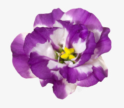 紫色植物带白色的一朵大花实物素材