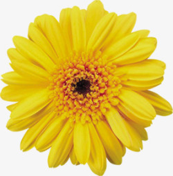 黄色完整鲜艳花朵鲜花素材