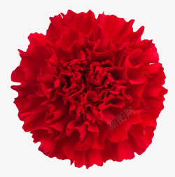 红色鲜艳的茂盛的一朵大花实物素材