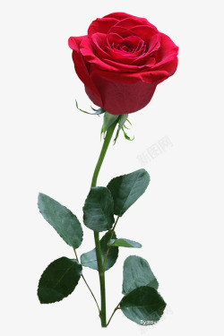 鲜艳红色玫瑰花素材