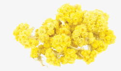 创意鲜艳黄色的花朵花束素材