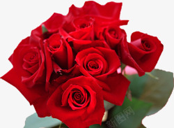红色鲜艳玫瑰花朵盛开素材