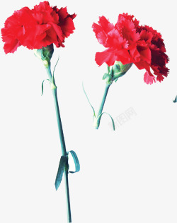 红色鲜花康乃馨花朵鲜艳素材