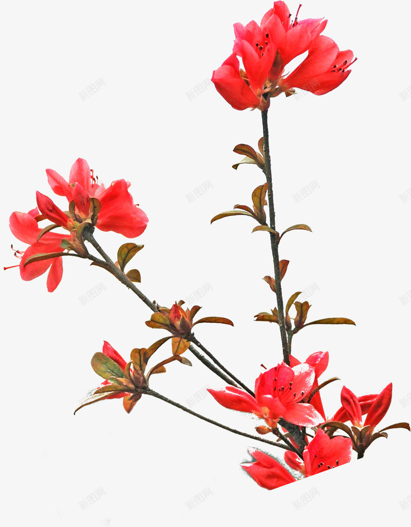 红色鲜艳花朵装饰png免抠素材_88icon https://88icon.com 红色 花朵 装饰 鲜艳