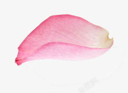 摄影鲜艳的玫瑰花瓣素材
