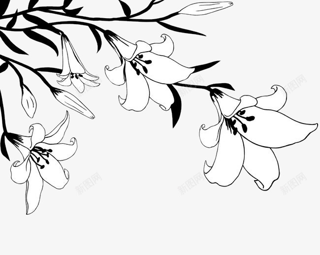 一枝儿百合花线稿png免抠素材_88icon https://88icon.com 手绘 水墨百合花 百合花 百合花瓣 线稿 花