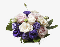 白紫色鲜艳玫瑰花束素材