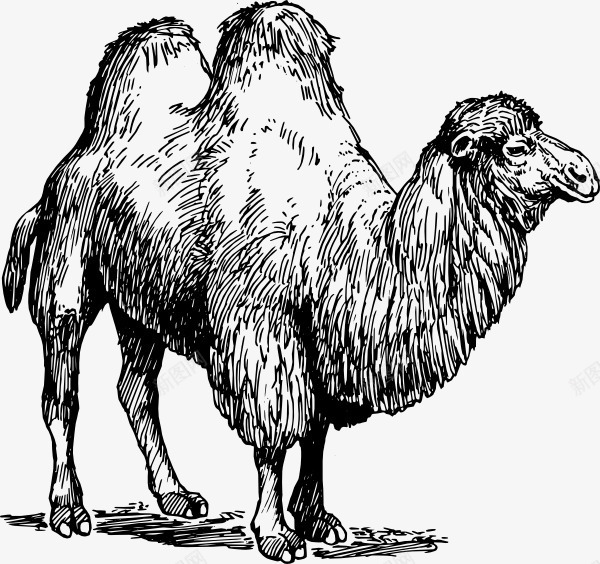 手绘骆驼png免抠素材_88icon https://88icon.com 单线稿 双峰驼 手绘 线稿 驼峰 骆驼 骆驼科生物