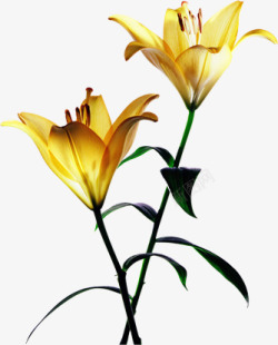 黄色夏日鲜艳花朵植物素材
