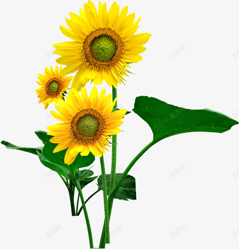 黄色鲜艳花朵向日葵植物png免抠素材_88icon https://88icon.com 向日葵 植物 花朵 鲜艳 黄色