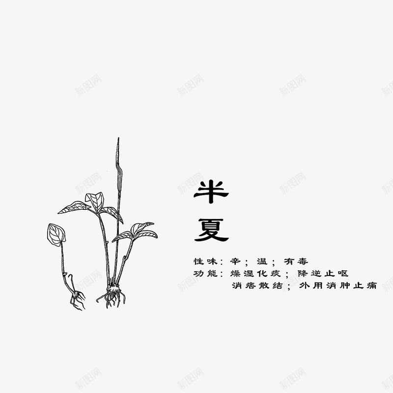 线稿手绘药材半夏png免抠素材_88icon https://88icon.com 性味辛温有毒 手绘中药材 线稿手绘药材半夏