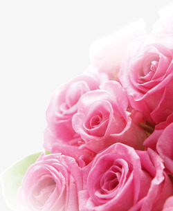 鲜艳的玫瑰花素材