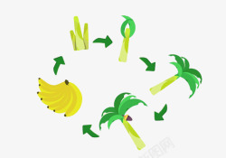 香蕉种植过程成长素材