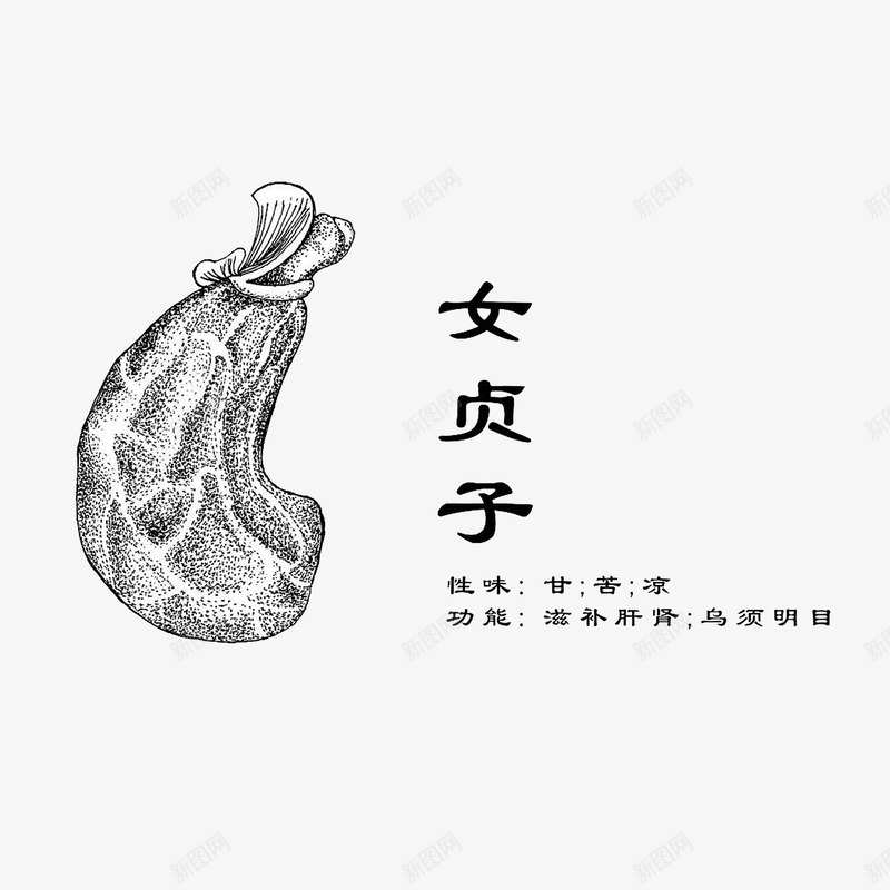 女贞子中药材png免抠素材_88icon https://88icon.com 乌须明目 性味甘苦凉 手绘中药材 线稿 草药女贞子