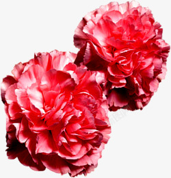 红色鲜艳康乃馨花朵祝福素材