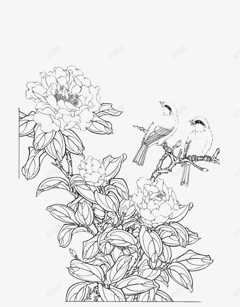 茶花png免抠素材_88icon https://88icon.com 白描 花卉线稿 茶花