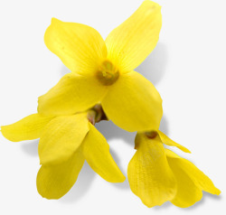 金秋黄色鲜艳花朵素材
