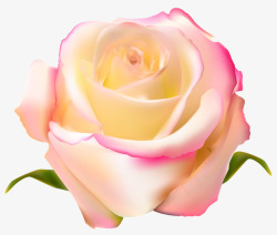 鲜艳的玫瑰花素材
