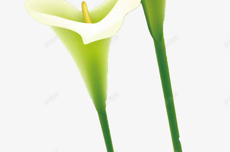 白色花朵实物png免抠素材_88icon https://88icon.com 可送人花朵图片 家庭种植花朵植物 白色花朵 花朵实物图片