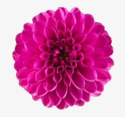紫色鲜艳的卷着的一朵大花实物素材