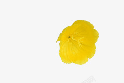 黄色花朵鲜艳手绘素材