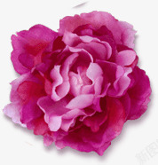 浪漫鲜艳粉色玫瑰花装饰素材