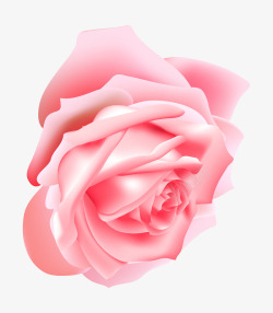 粉色鲜艳的玫瑰花素材