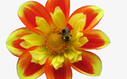 有蜜蜂正在采蜜的大丽花素材