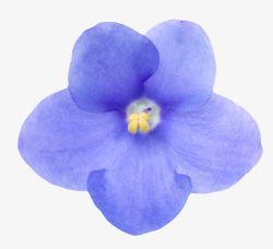 蓝色鲜艳的透白的一朵大花实物素材