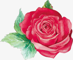 手绘红色鲜艳玫瑰花朵素材