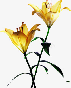 黄色鲜艳盛开花朵植物素材