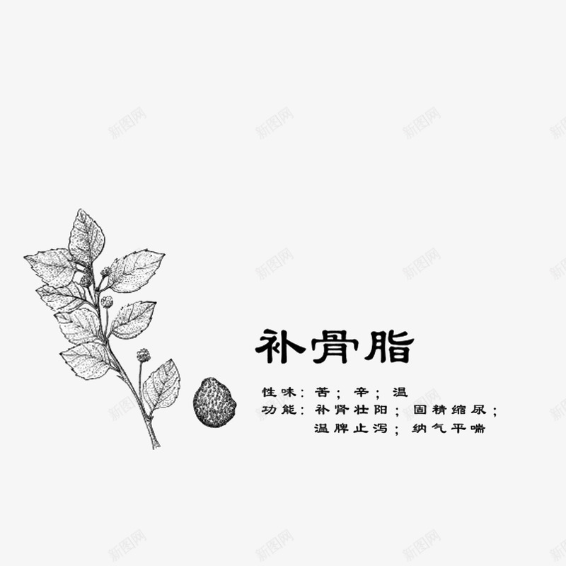 中药材线稿补骨脂png免抠素材_88icon https://88icon.com 手绘中药材